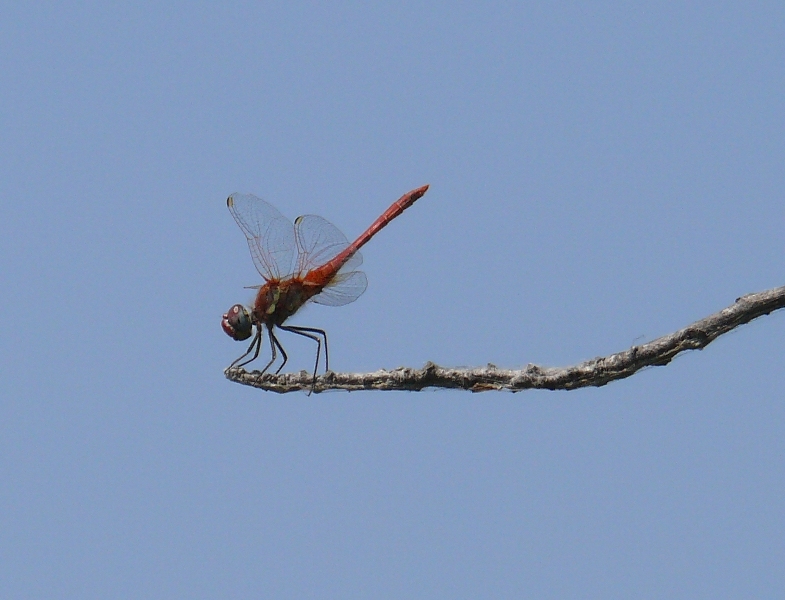 Sympetrum fonscolombii male? - S
